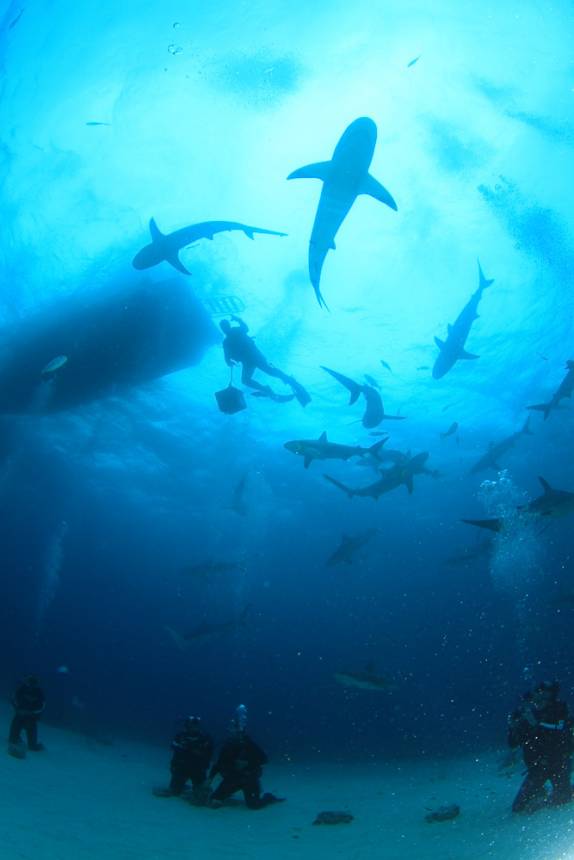 Mergulho com tubarões feito em Nassau - Bahamas